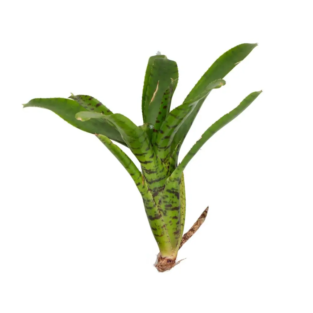 Neoregelia punctatissima Ableger galerij