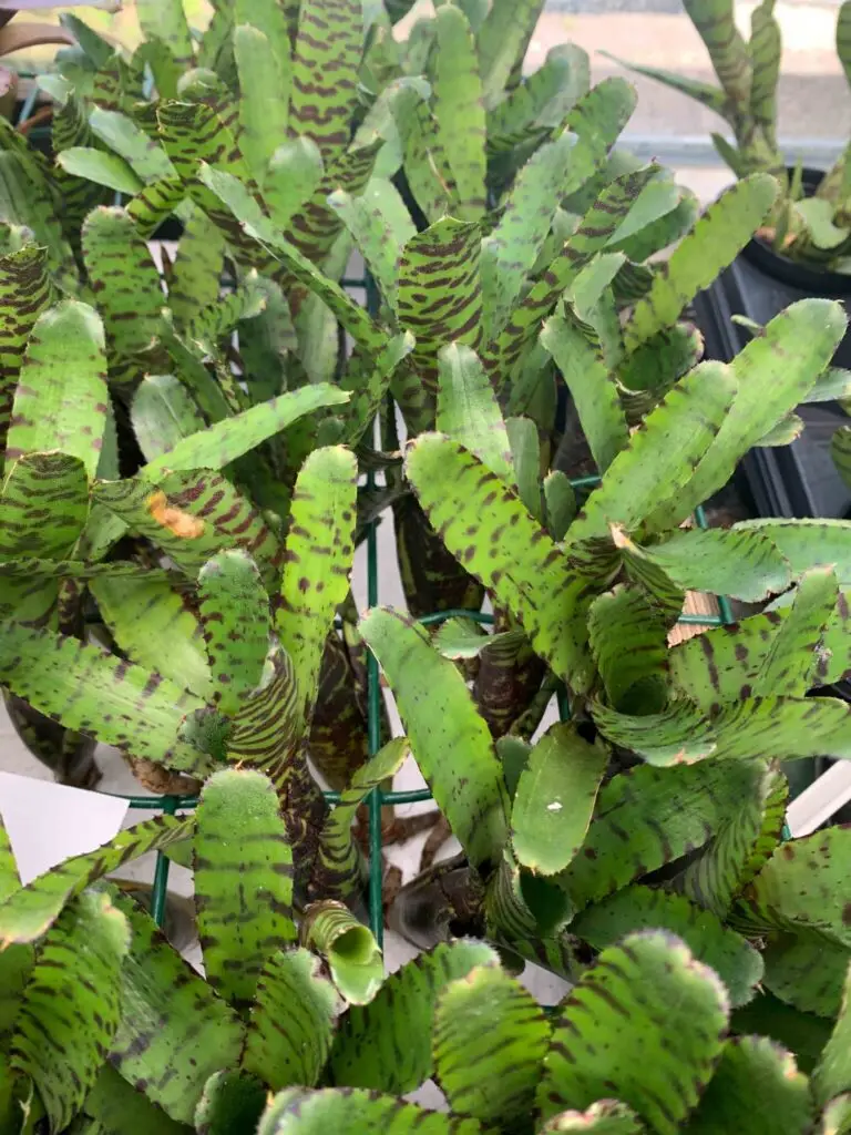 Neoregelia punctatissima var. compacta galerij
