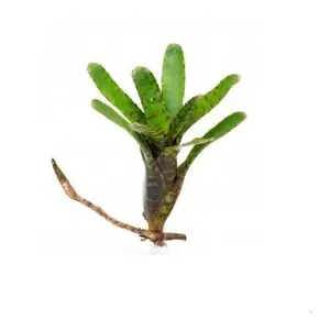 Neoregelia punctatissima var. compacta