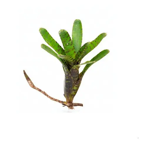 Neoregelia punctatissima var. compacta