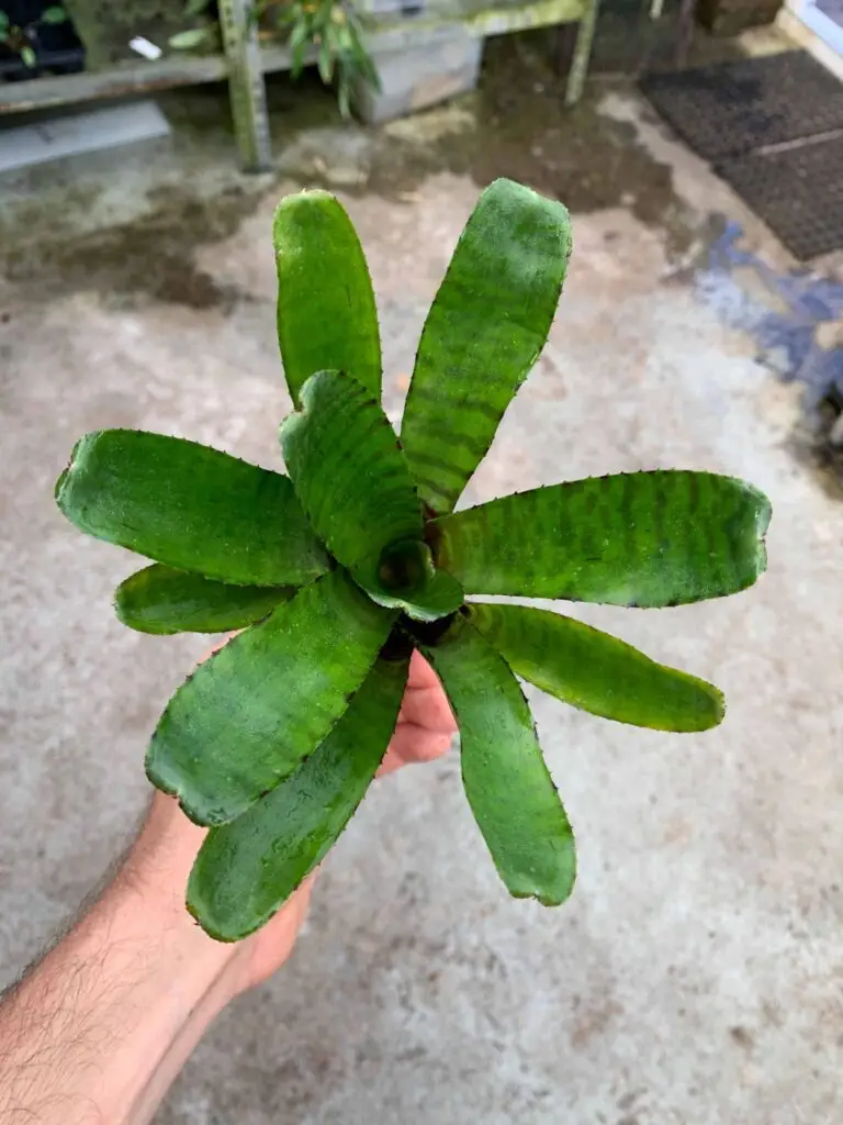 Neoregelia punctatissima var. wide leaf galerij