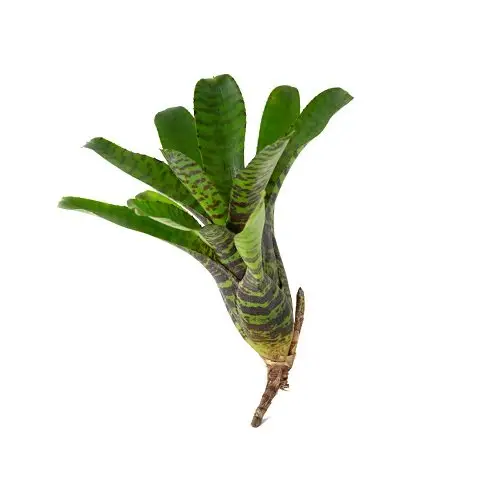 Neoregelia punctatissima var. wide leaf