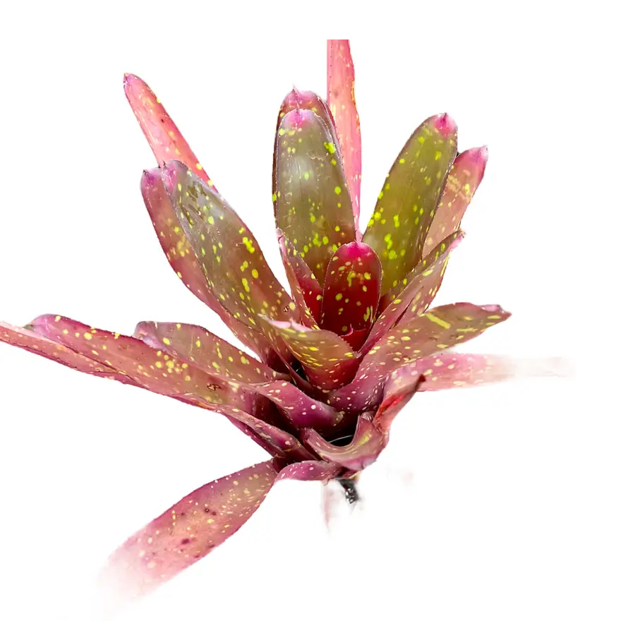 Neoregelia 'Red Goodies'