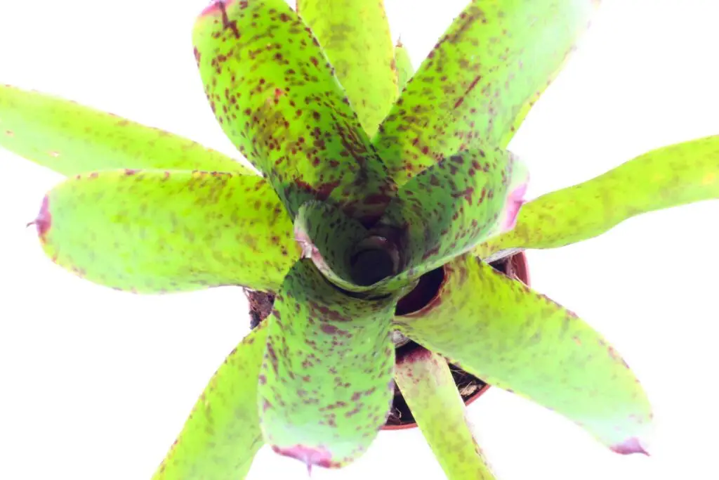 Neoregelia 'Red Tips' galerij