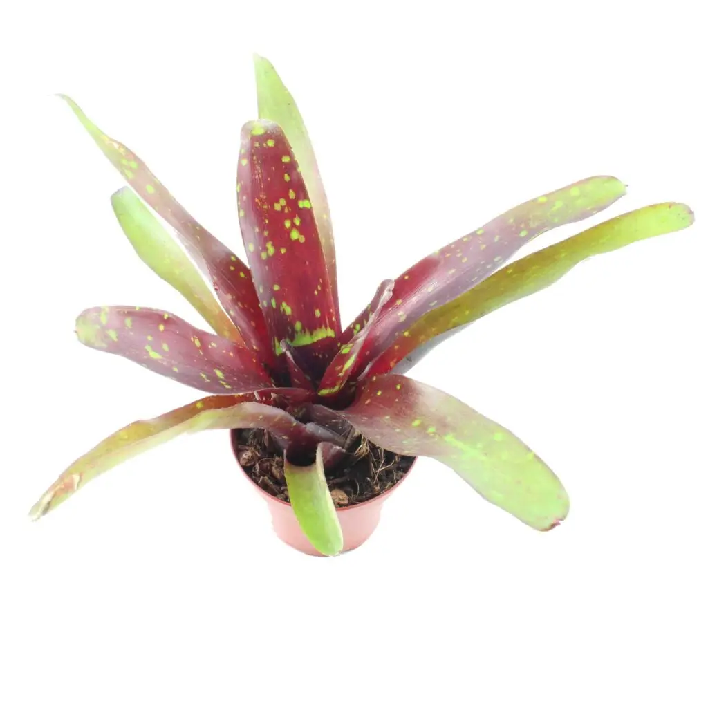 Neoregelia ‘Royal Burgundy x Fireball’ galerij