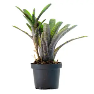 Neoregelia rubrifolia var. rubra