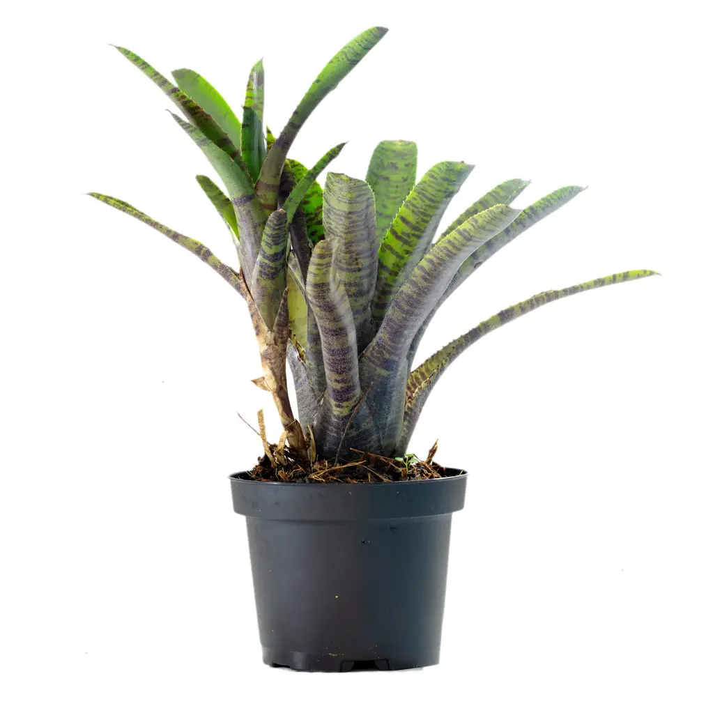 Neoregelia rubrifolia var. rubra