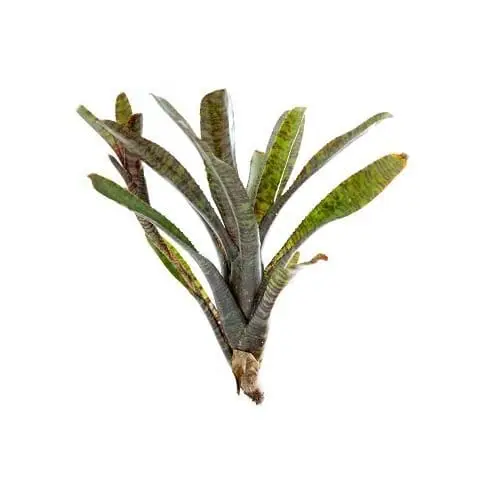 Neoregelia rubrifolia var. rubra galerij
