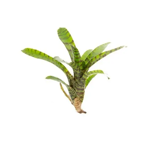 Neoregelia rubrifolia var. striped galerij