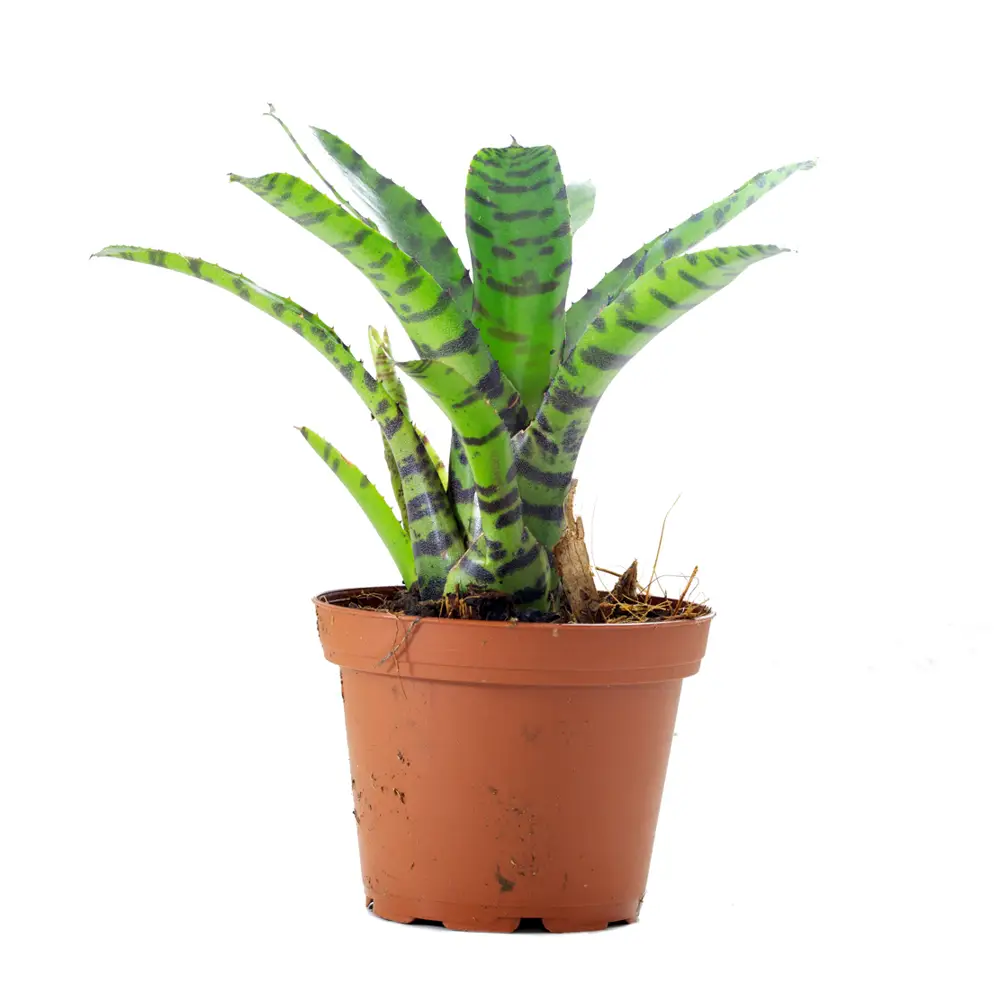 Neoregelia rubrifolia var. striped