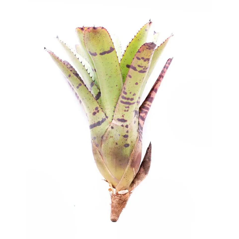 Neoregelia 'Tiger' galerij