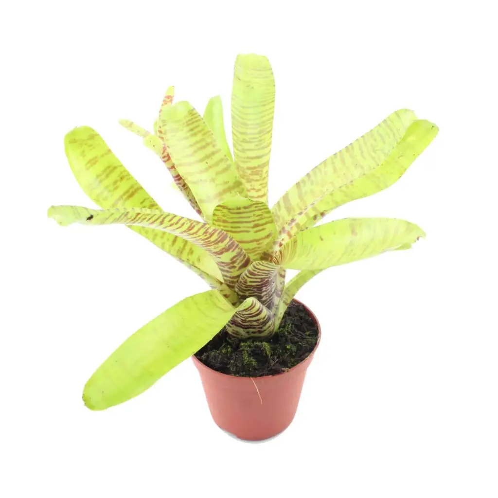Neoregelia tigrina (syn. marnier lapostolle) galerij