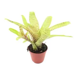 Neoregelia tigrina (syn. marnier lapostolle)