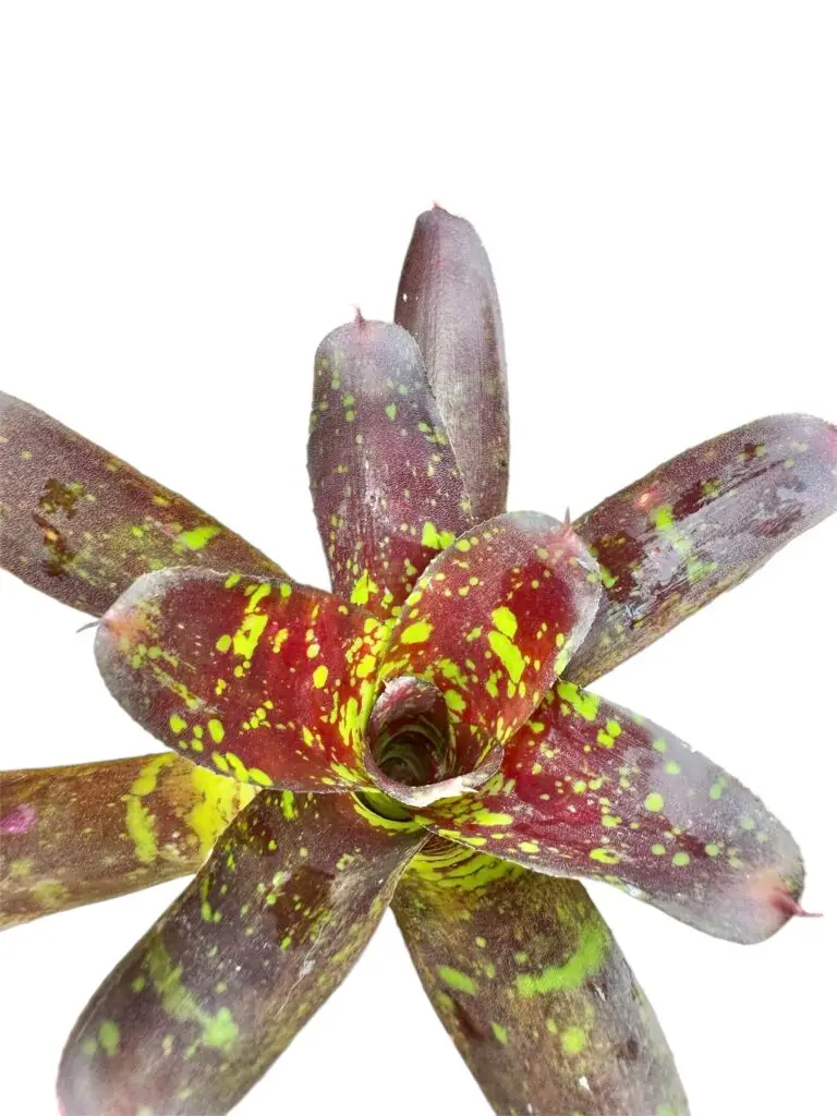 Neoregelia 'Toshiya' galerij