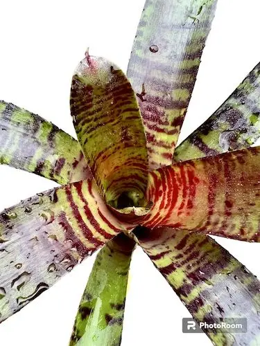 Neoregelia ‘Zeus’ galerij
