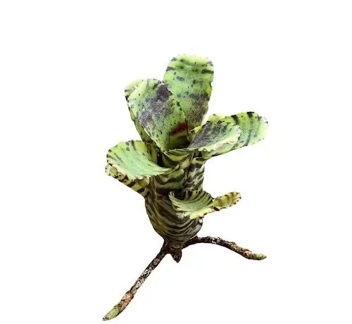 Neoregelia ‘zotica’ galerij