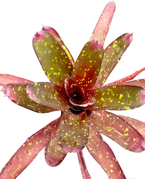 Neoregelia 'Red Goodies' galerij