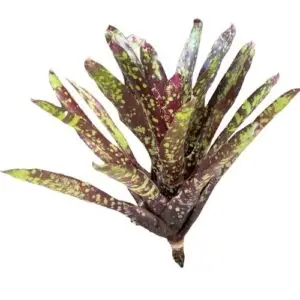 Neoregelia 'Osser'