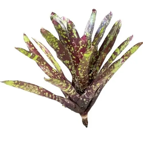 Neoregelia 'Osser'