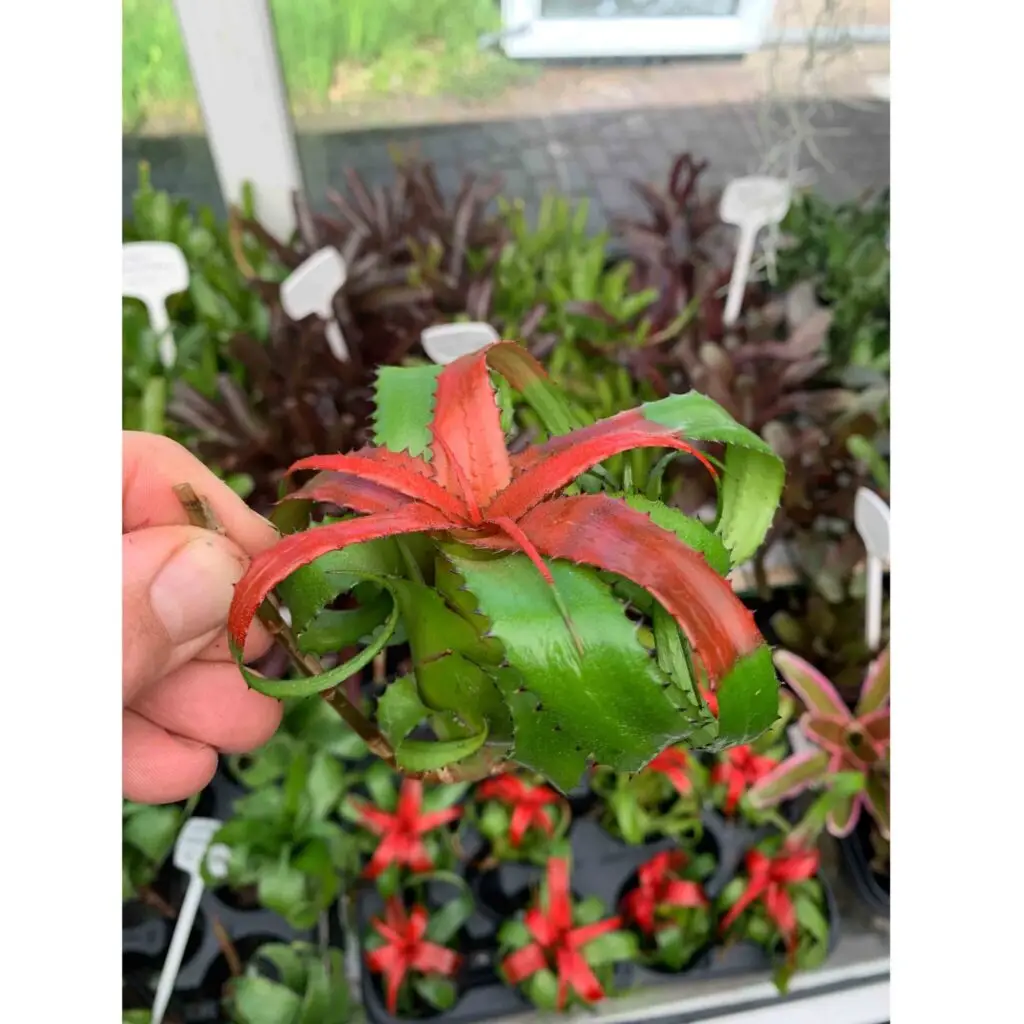 Neoregelia pendula galerij