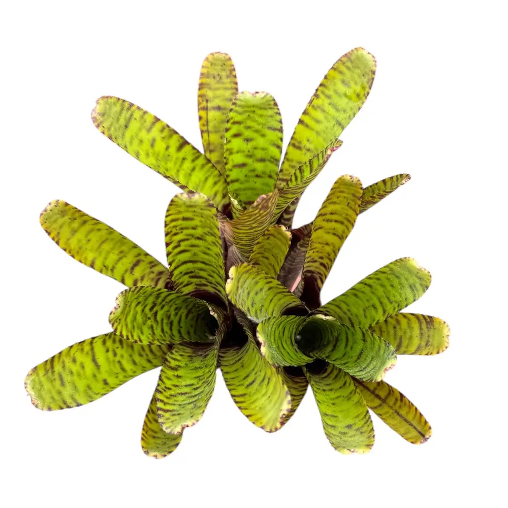 Neoregelia 'Pigmenia' galerij