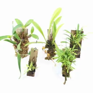 Orchideen