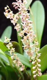 Stelis spec. Panama galerij