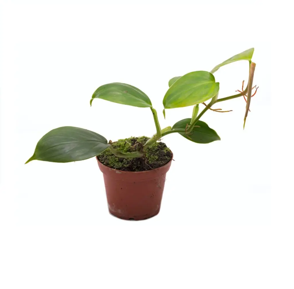 Philodendron scandens variegata galerij
