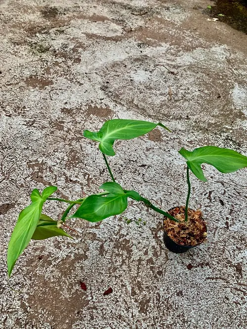 Philodendron composportoanum galerij