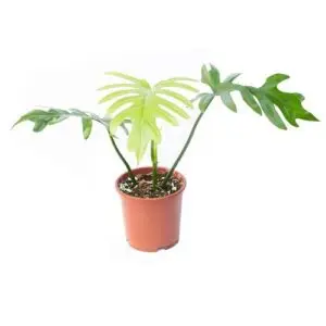 Philodendron elegans