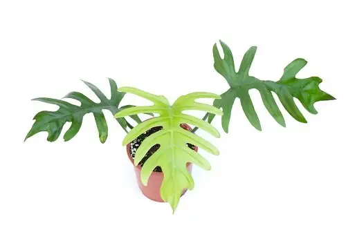 Philodendron elegans galerij