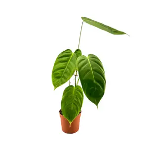 Philodendron esmeraldense