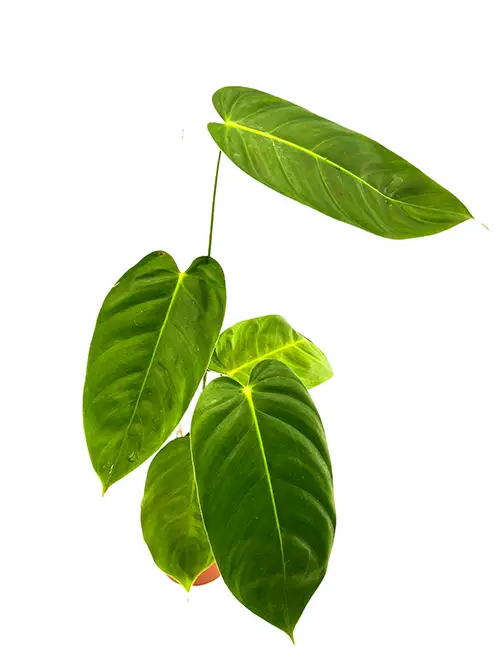 Philodendron esmeraldense galerij