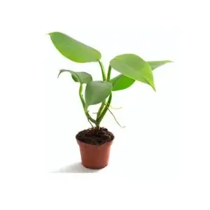 Philodendron hastatum Silver Sword