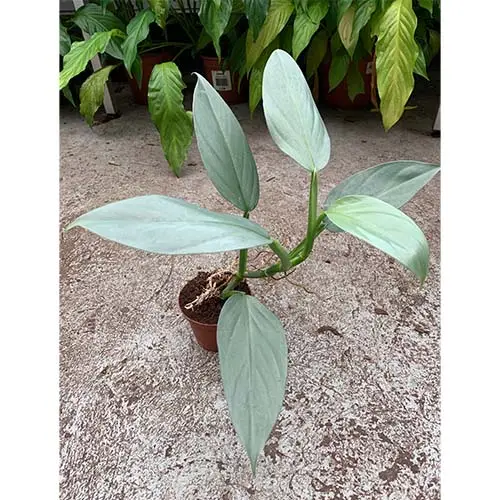 Philodendron hastatum Silver Sword galerij