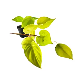 Philodendron hederaceum ‘Lemon Lime’