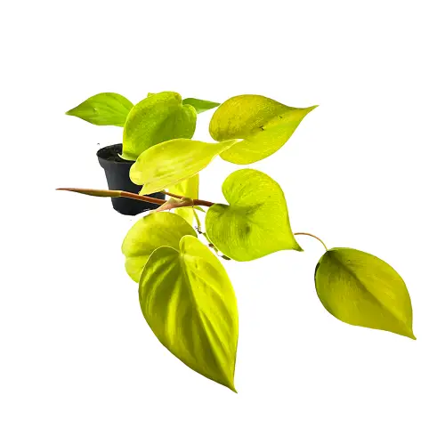 Philodendron hederaceum ‘Lemon Lime’