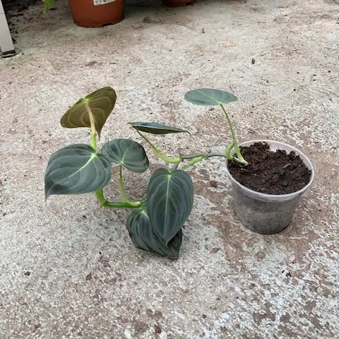 Philodendron melanochrysum galerij