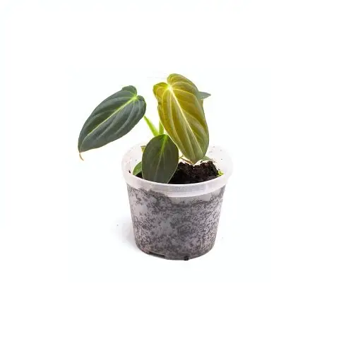 Philodendron melanochrysum