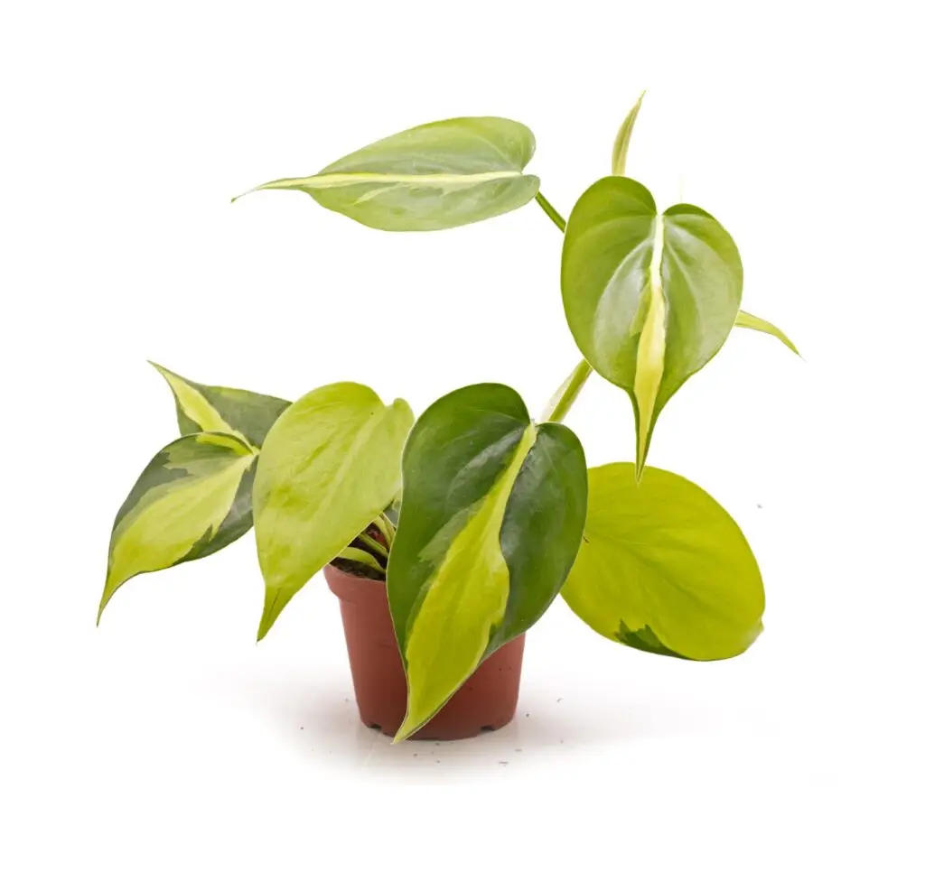 Philodendron scandens variegata