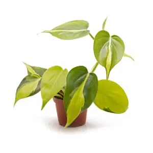 Philodendron scandens variegata