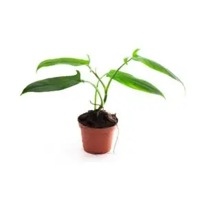 Philodendron spec. Costa Rica