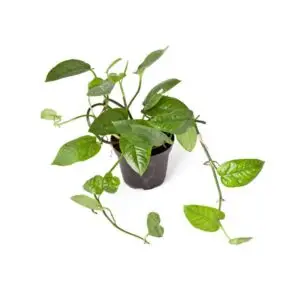 Epipremnum pinnatum