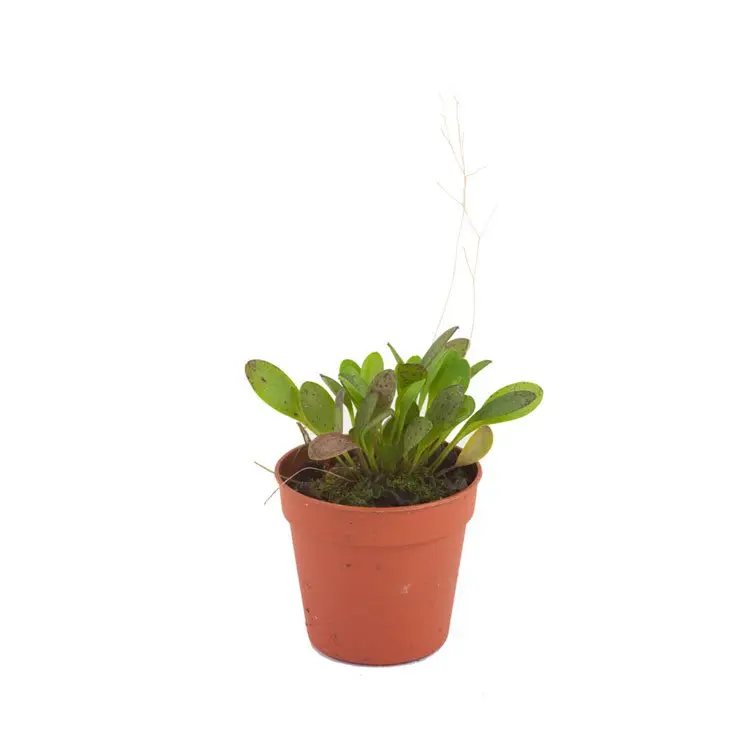 Pleurothallis grobyi galerij