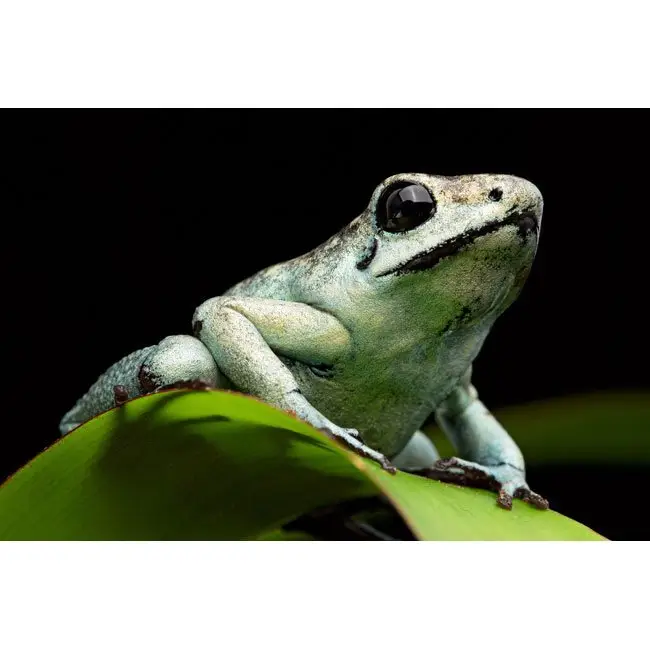 Phyllobates terribilis ”mint“ galerij