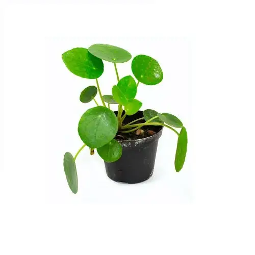 Pilea peperomioides Chinesischer Geldbaum