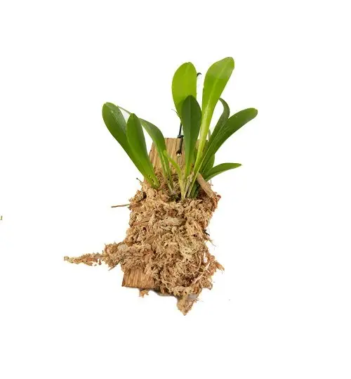 Pleurothallis costaricensis "Big"
