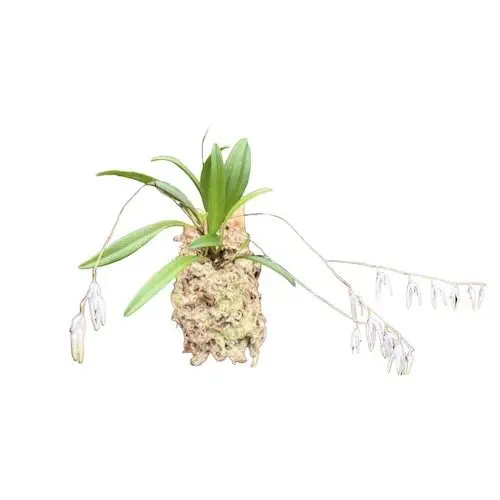 Pleurothallis dimida