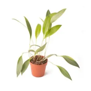 Pleurothallis ruscifolia