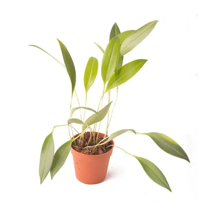 Pleurothallis ruscifolia